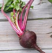 Beet vegetable seeds for planting – Heirloom & Non-GMO nutritious garden seeds
