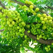 Amla fruit seeds for planting – Heirloom & Non-GMO seeds for Ayurvedic superfruit gardens