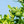 Bergamot Fruit Seeds for Planting – Heirloom & Non-GMO Garden seeds, aromatic fruits for flavorful garden harvests