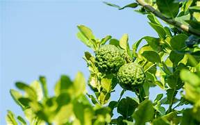 Bergamot Fruit Seeds for Planting – Heirloom & Non-GMO Garden seeds, aromatic fruits for flavorful garden harvests