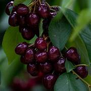 Black Tartarian cherry fruit seeds for planting - Heirloom & Non-GMO Garden seeds, juicy harvests for orchards