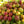 Apple Ber Ziziphus fruit seeds for planting - Heirloom & Non-GMO Garden seeds, hardy nutritious fruit variety