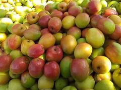 Apple Ber Ziziphus fruit seeds for planting - Heirloom & Non-GMO Garden seeds, hardy nutritious fruit variety