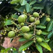 Lush Longan fruit seeds for planting - Heirloom & Non-GMO Tropical Garden seeds