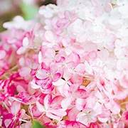 Vanilla Strawberry fruit seeds for planting - Heirloom & Non-GMO Garden seeds