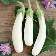 White Eggplant fruit seeds for planting - Heirloom & Non-GMO Garden seeds