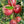 Apple Ber Ziziphus fruit seeds for planting - Heirloom & Non-GMO Garden seeds, hardy nutritious fruit variety