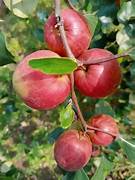 Apple Ber Ziziphus fruit seeds for planting - Heirloom & Non-GMO Garden seeds, hardy nutritious fruit variety