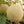 White Yellow Cantaloupe fruit seeds for planting - Heirloom & Non-GMO garden seeds, juicy sweet melon variety