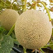 White Yellow Cantaloupe fruit seeds for planting - Heirloom & Non-GMO garden seeds, juicy sweet melon variety