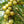 Amla fruit seeds for planting – Heirloom & Non-GMO seeds for Ayurvedic superfruit gardens