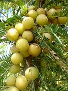 Amla fruit seeds for planting – Heirloom & Non-GMO seeds for Ayurvedic superfruit gardens