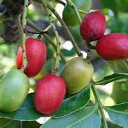 Harpephyllum Caffrum fruit seeds for planting – Heirloom & Non-GMO garden seeds, exotic resilient fruit trees