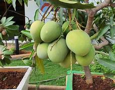Green Mango Tree Fruit Seeds for Planting – Heirloom & Non-GMO Garden seeds, tropical fruits for home gardens