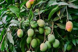 Mango fruit seeds for planting – Heirloom & Non-GMO tropical garden seeds