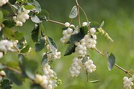 Snowberry Gaultheria antipoda fruit seeds for planting - Heirloom & Non-GMO Garden seeds