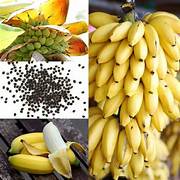 Mixed Banana fruit seeds for planting - Heirloom & Non-GMO Garden seeds