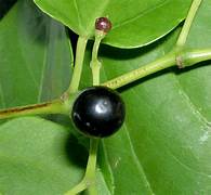 Cissus fruit seeds for planting – Heirloom & Non-GMO hardy tropical garden seeds