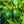 Avocado fruit seeds for planting - Heirloom & Non-GMO Garden seeds, creamy avocados for home gardening