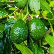 Avocado fruit seeds for planting - Heirloom & Non-GMO Garden seeds, creamy avocados for home gardening