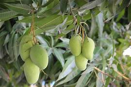 Green Mango Tree Fruit Seeds for Planting – Heirloom & Non-GMO Garden seeds, tropical fruits for home gardens