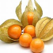Physalis fruit seeds for planting – Heirloom & Non-GMO garden seeds, tangy nutrient-rich berries for small gardens