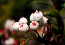 Snowberry Gaultheria antipoda fruit seeds for planting - Heirloom & Non-GMO Garden seeds