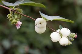 White Snow Berry fruit seeds for planting - Heirloom & Non-GMO Garden seeds