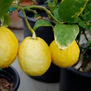 Esrog fruit seeds for planting - Heirloom & Non-GMO Garden seeds, unique citron for fragrant and ceremonial use