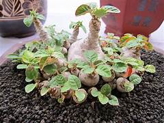 Green Dorstenia Foetida Plant Seeds for Planting – Heirloom & Non-GMO Garden seeds, exotic ornamental plant variety