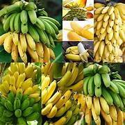 Mixed Banana fruit seeds for planting - Heirloom & Non-GMO Garden seeds