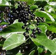 Cissus fruit seeds for planting – Heirloom & Non-GMO hardy tropical garden seeds