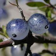 Coprosma Propinqua fruit seeds for planting - Heirloom & Non-GMO Garden seeds for ornamental edibles