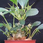 Green Dorstenia Foetida Plant Seeds for Planting – Heirloom & Non-GMO Garden seeds, exotic ornamental plant variety