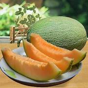 Hami Melon fruit seeds for planting - Heirloom & Non-GMO Garden seeds, sweet Asian melons for summer gardens