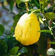 Esrog fruit seeds for planting - Heirloom & Non-GMO Garden seeds, unique citron for fragrant and ceremonial use