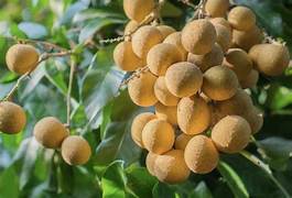 Longan fruit seeds for planting – Heirloom & Non-GMO sweet tropical garden seeds