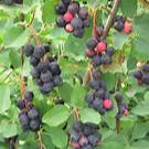 Juneberry fruit seeds for planting – Heirloom & Non-GMO garden seeds, sweet berries for nutritious harvests