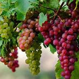 Dark Pink Grapefruit fruit seeds for planting - Heirloom & Non-GMO Garden seeds