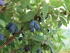 Haskap fruit seeds for planting - Heirloom & Non-GMO Garden seeds