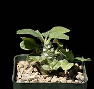 Green Dorstenia Foetida Plant Seeds for Planting – Heirloom & Non-GMO Garden seeds, exotic ornamental plant variety