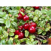 Cranberry fruit seeds for planting – Heirloom & Non-GMO garden seeds, tart healthy berries for wet soil gardens