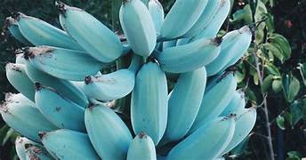 Blue Java Banana fruit seeds for planting - Heirloom & Non-GMO Garden seeds