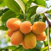 Yellow Mango fruit seeds for planting - Heirloom & Non-GMO garden seeds, tropical sweet flavor variety