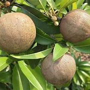 Sapote fruit seeds for planting – Heirloom & Non-GMO garden seeds, creamy sweet tropical fruit variety