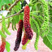 Futuba Long Mulberry fruit seeds for planting - Heirloom & Non-GMO Garden seeds for sweet berry trees