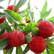 Waxberry fruit seeds for planting - Heirloom & Non-GMO Garden seeds, hardy plants with rich berry yield