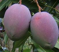 Tommy Atkins Mango fruit seeds for planting – Heirloom & Non-GMO garden seeds, tropical mango variety for backyard