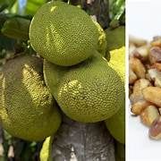 Jackfruit fruit seeds for planting - Heirloom & Non-GMO Garden seeds, large tropical fruits with rich flavor