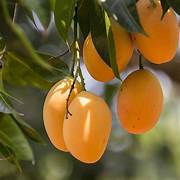 Mango fruit seeds for planting - Heirloom & Non-GMO Garden seeds